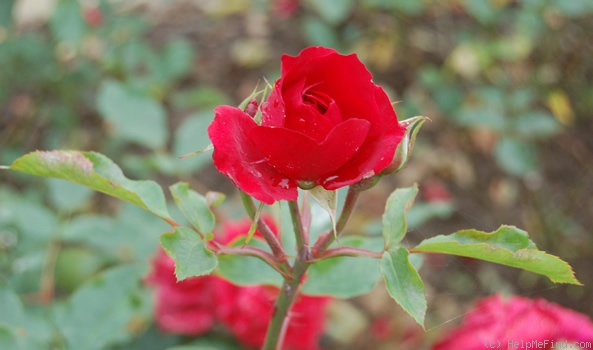 'Ama (Floribunda, Kordes, 1955)' rose photo