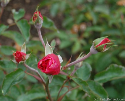 'Mönch' rose photo