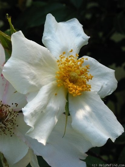 'Cooper's Burmese' rose photo