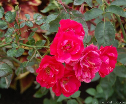'Fairy Red '92 (shrub, Liebig, 1992)' rose photo