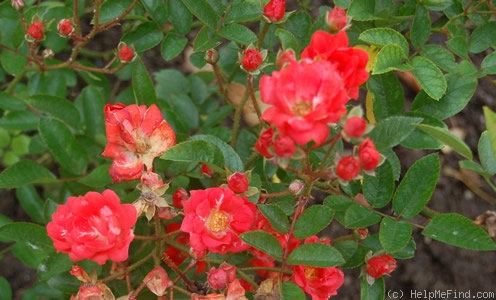 'Paul Crampel' rose photo