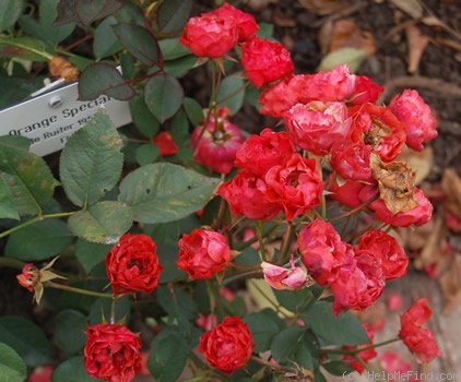 'Orange Special' rose photo