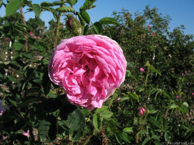 'Waldtraut Nielsen' rose photo
