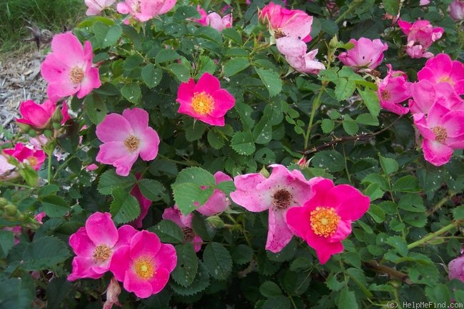 'L83 (Svejda)' rose photo
