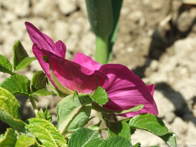 '<i>R. rugosa</i>' rose photo