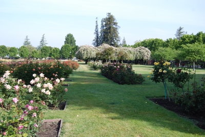 'San Jose Municipal Rose Garden'  photo