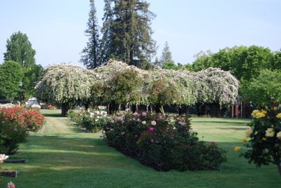 'San Jose Municipal Rose Garden'  photo