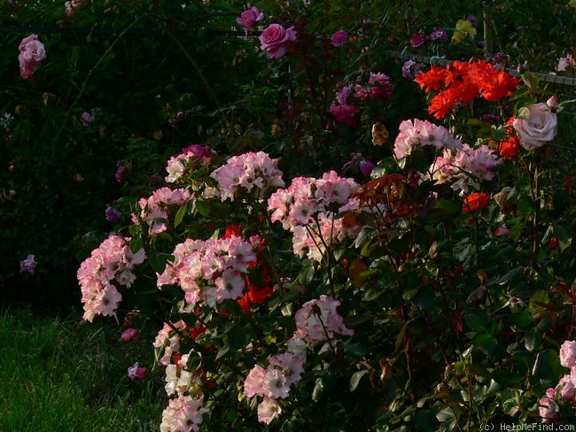 'Liolà ® (floribunda, Barni 2003)' rose photo