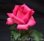 'Peggy Netherthorpe' rose photo
