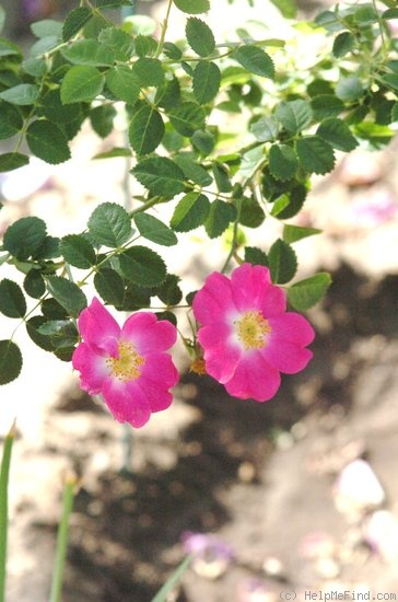 'Green Mantle' rose photo