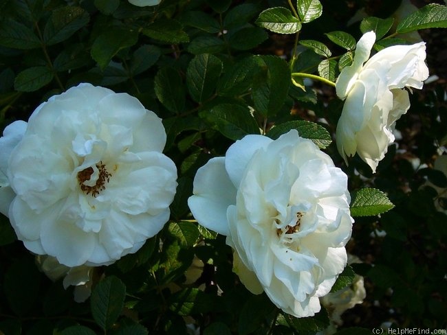 'Sir Thomas Lipton' rose photo