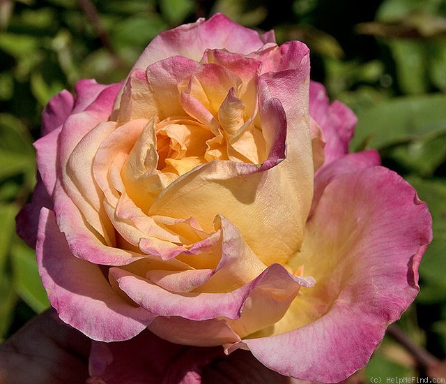 ‘Souvenir de Victor Hugo’ Rose
