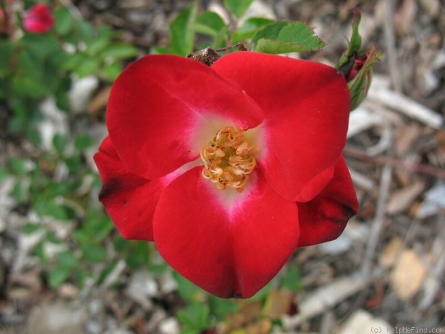 'Morgenrot ® (shrub, Kordes, 1983)' rose photo