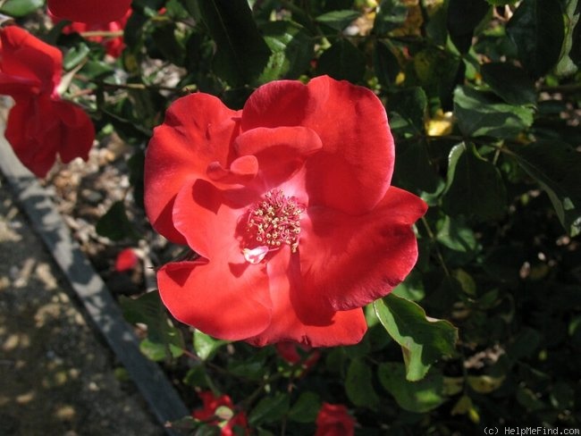 'Poppy (floribunda, Soenderhousen, 1960)' rose photo