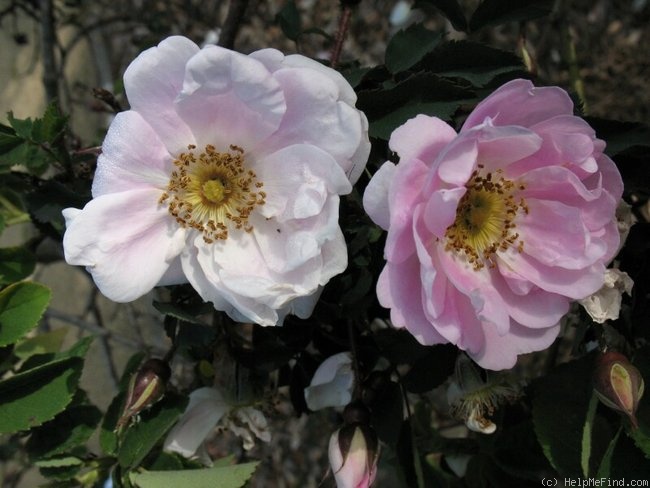 'R. spinosissima andrewsii' rose photo