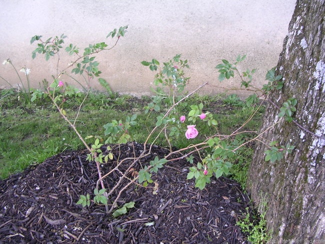 'Lijiang Rose' rose photo