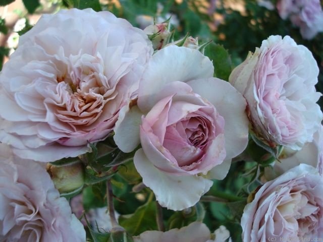 'Florence Delattre ®' rose photo