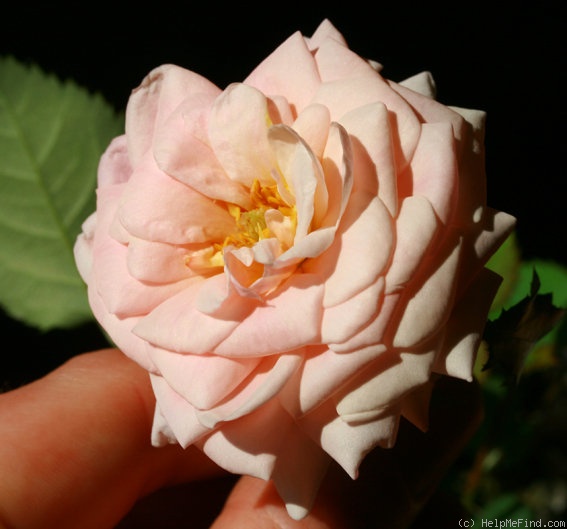 'C32P003J07' rose photo
