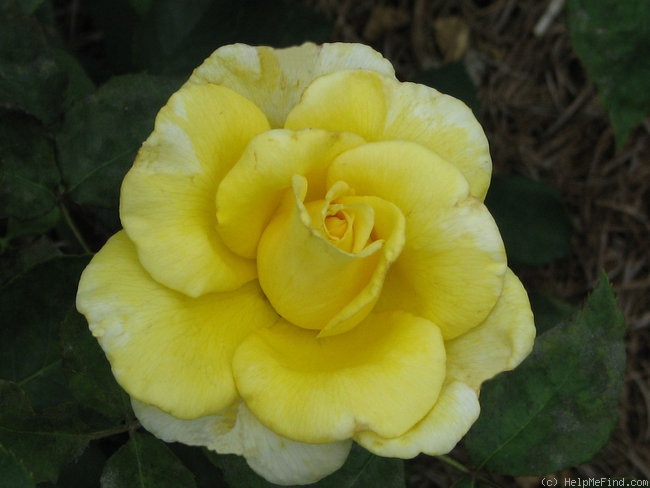 'Christmas Card' rose photo