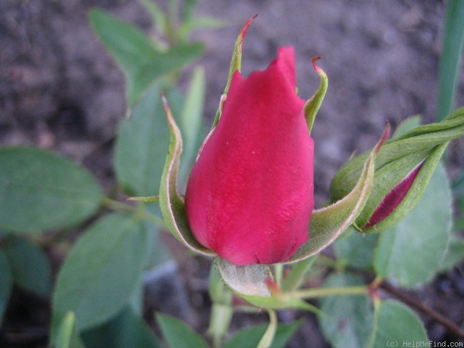 'Mons Tillier' rose photo