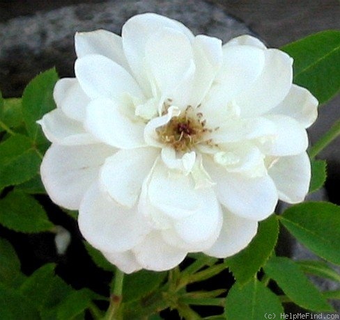'Starla' rose photo