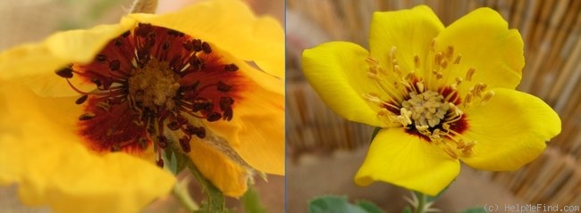 '<I>Hulthemia persica</I>' rose photo