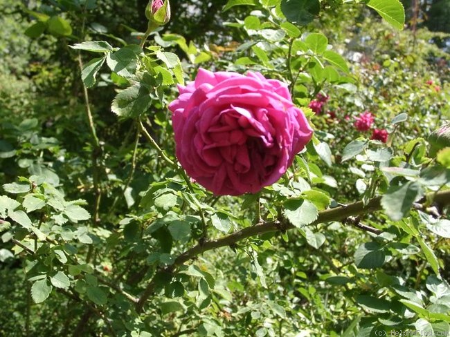 'Kit Delahanty' rose photo