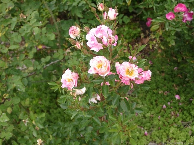 'Tom Delahanty' rose photo