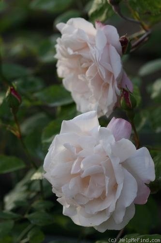 'Splendens (Ayrshire, unknown, before 1837)' rose photo