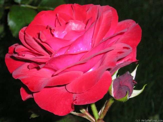 'Europeana' rose photo
