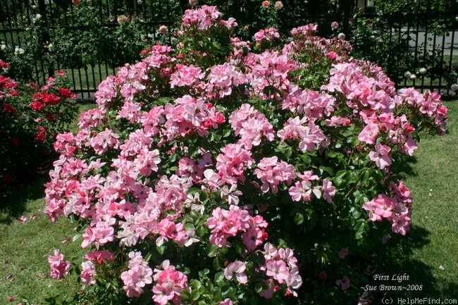 'First Light (shrub, Marciel before 1997)' rose photo