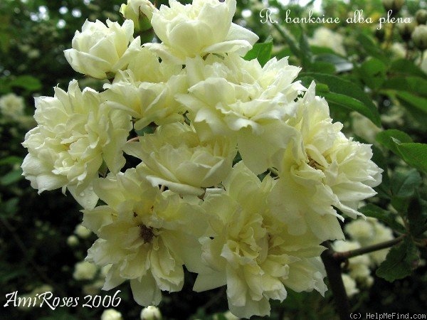 'R. banksiae à fleurs doubles' rose photo