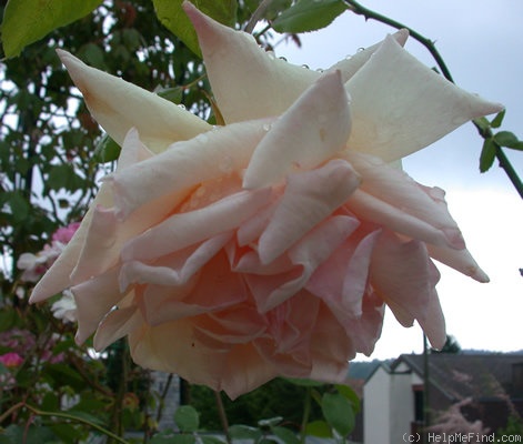 'Bridesmaid' rose photo