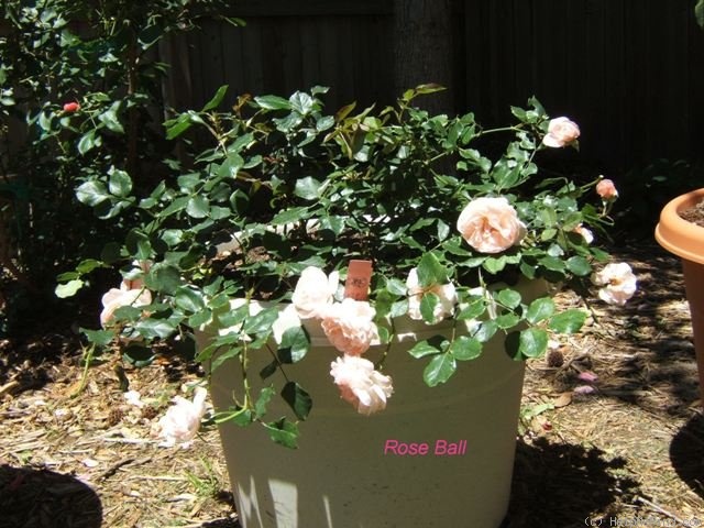 'Roseball' rose photo