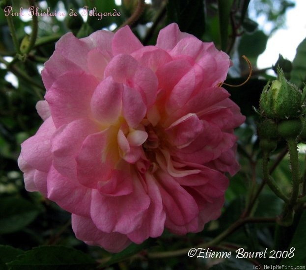 'Pink Ghislaine de Féligonde ®' rose photo