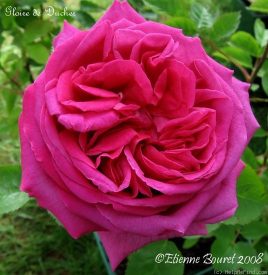 'Gloire de Ducher' rose photo