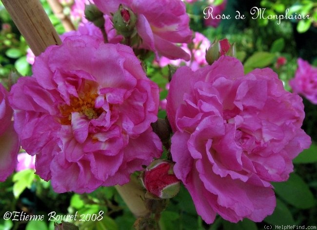 'Rose de Monplaisir ®' rose photo