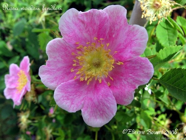 '<I>Rosa woodsii </I>var<I> fendleri</I> (Crép.) Rydb. syn.' rose photo