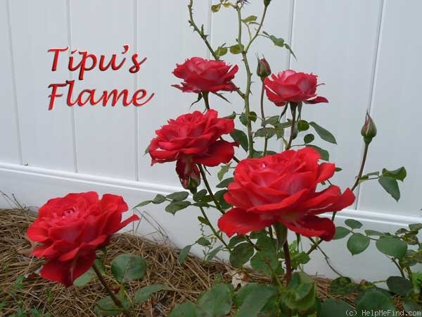 'Tipu's Flame™' rose photo