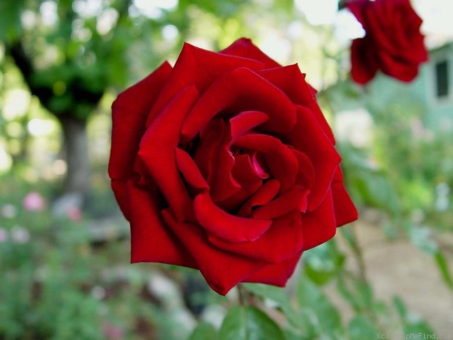 'Peggy Rockefeller ™' rose photo