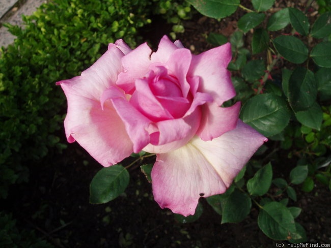'Sterling' rose photo