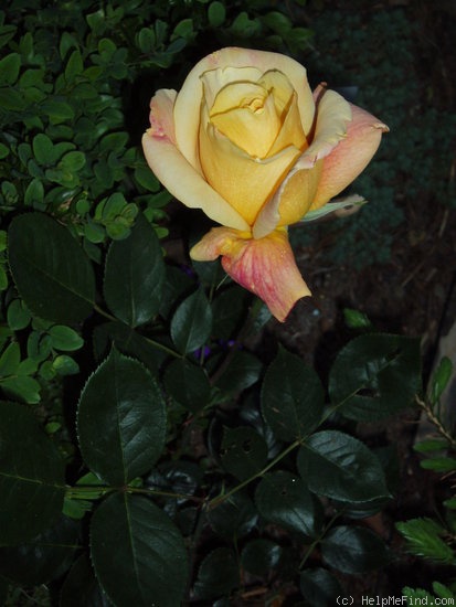 'Sutter's Gold (Hybrid Tea, Swim, 1946)' rose photo