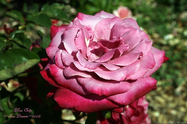 'Blue Chip' rose photo