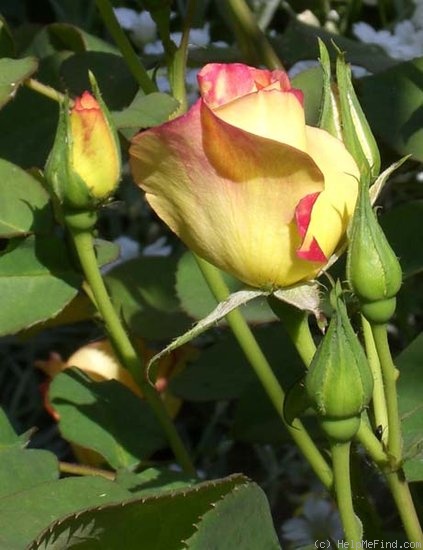'Yellow Floorshow' rose photo