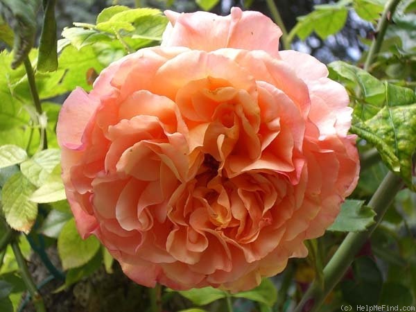 'Papi Delbard ®' rose photo