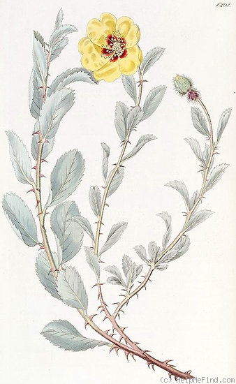 '<I>Lowea berberifolia</I> Lindley Synonym' rose photo