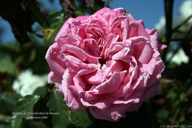 'Madame la Générale Paul de Benoist' rose photo