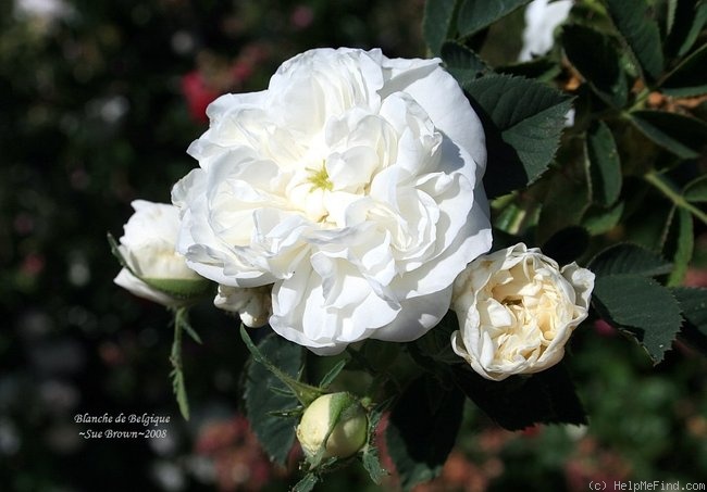 'Blanche de Belgique' rose photo