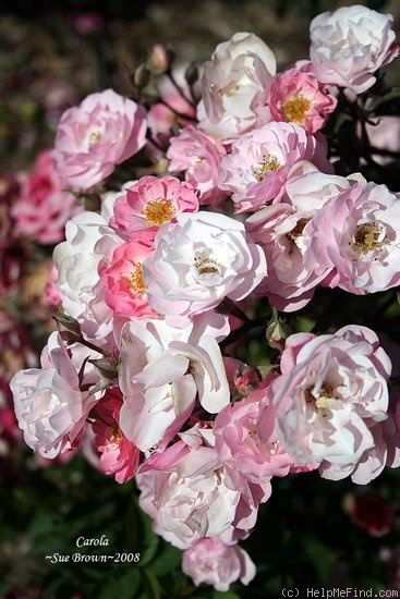 'Carola (shrub, Noack, 1988)' rose photo