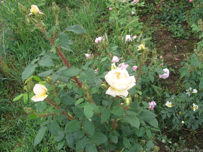 'Golden Moss' rose photo
